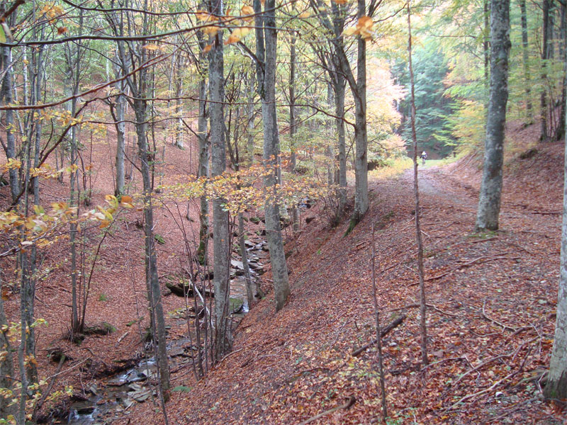 gal/2010/10 - Autunno in Casentino/autunno_2-01.jpg